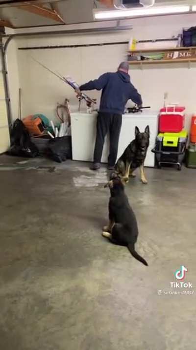 Definitely not guard dogs & one hell of a scream