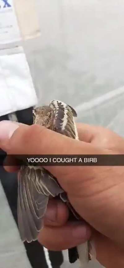 could never get over my scream,and no i didn't hurt the bird in any way