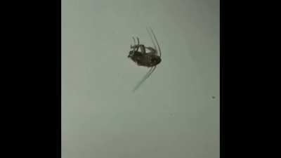 Mmm cockroach