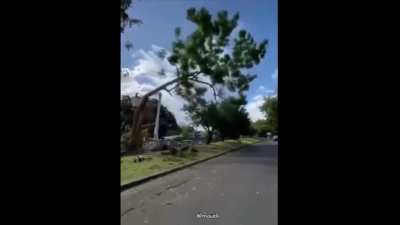 Dear tree cutter, Get reckt. Love, ex-tree. (Volume up)