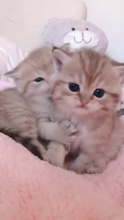 Sweet Babies! 😍