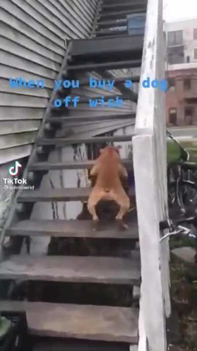 what the dog doin?