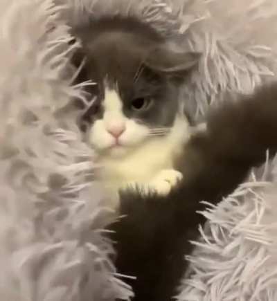 Meow