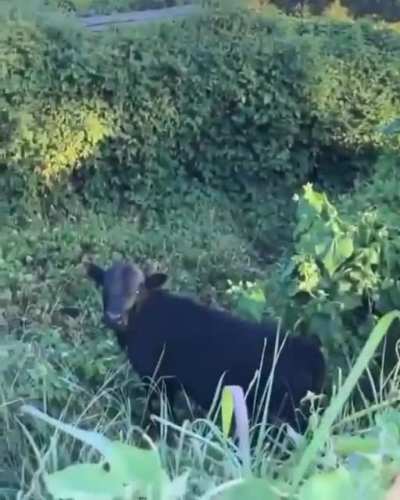 There's a cow there