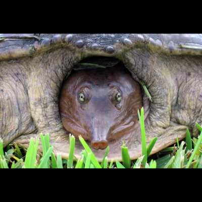 He look like