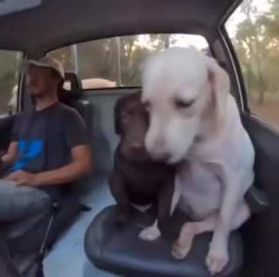 Riding with the dog.