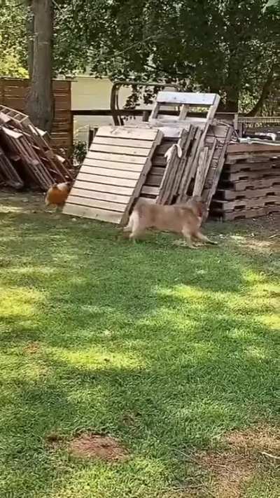 Come on, Let's run 