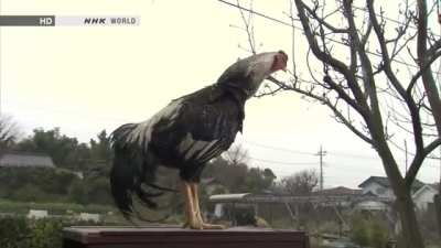 The sound your rooster makes when it's running low on batteries