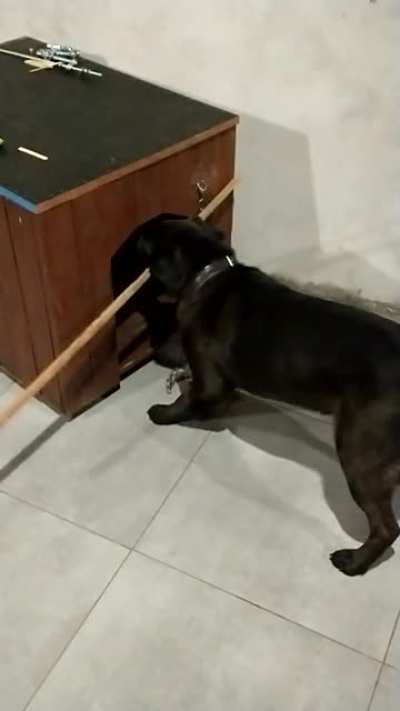 Meu cachorro (Original)