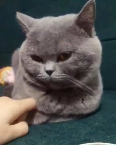 Let's loaf hold your hand.