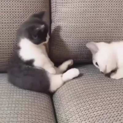 Smol taps