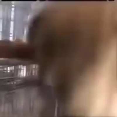 Monke
