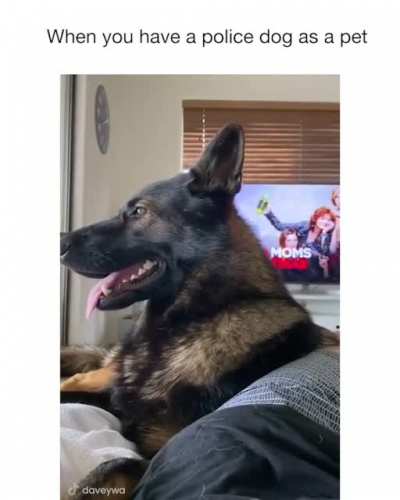 Doggo outrage!