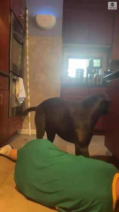 That dog had enough of these challenges