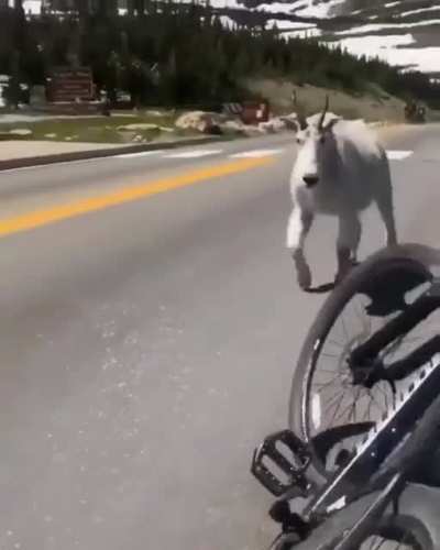 Father of all Billy Goats - Lord William the Goat
