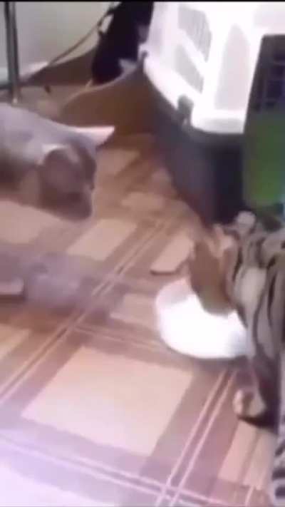 NPC cat 