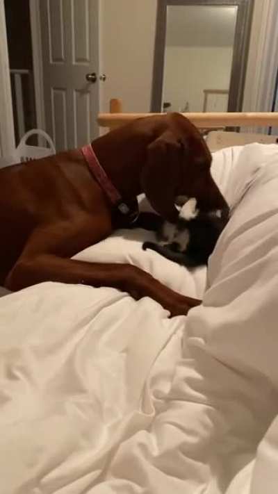 When Pearl first met her baby Norm