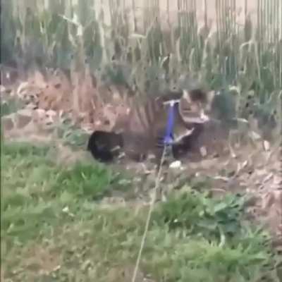 perfectly cut meow