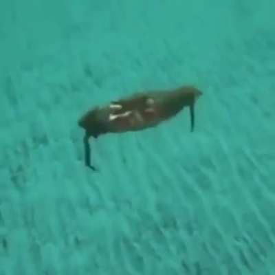 Thanks, I hate crabs