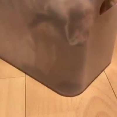 Коти это жидко<wbr>сть