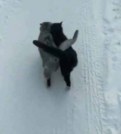 The black cat is blind, they never leave each other 🥺