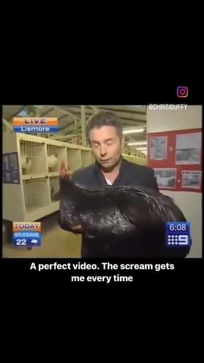 Big black caw-