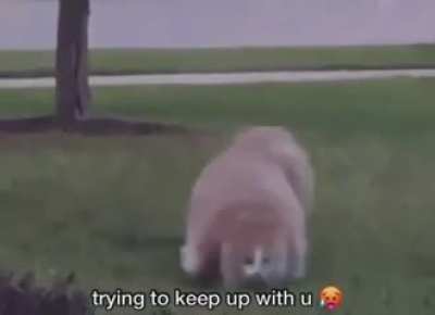 Cat meme