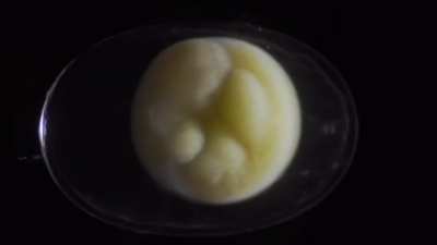 Salamander Grow From a Single Cell (Time-lapse)