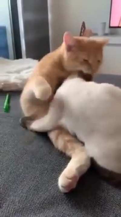 cutest cuddlers