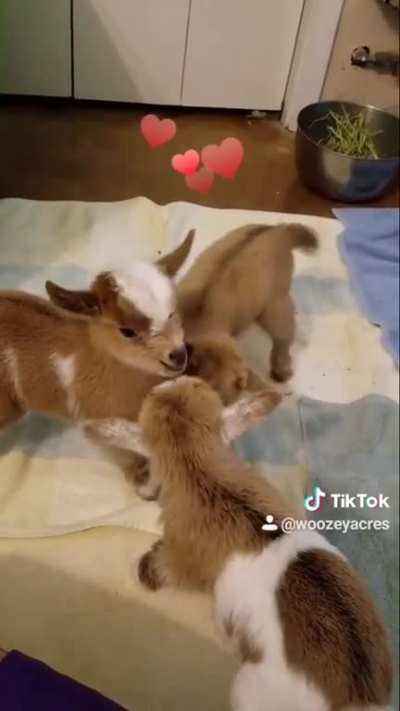 Cuteness overload!