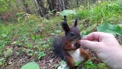 Squirrel gets frozen in time
