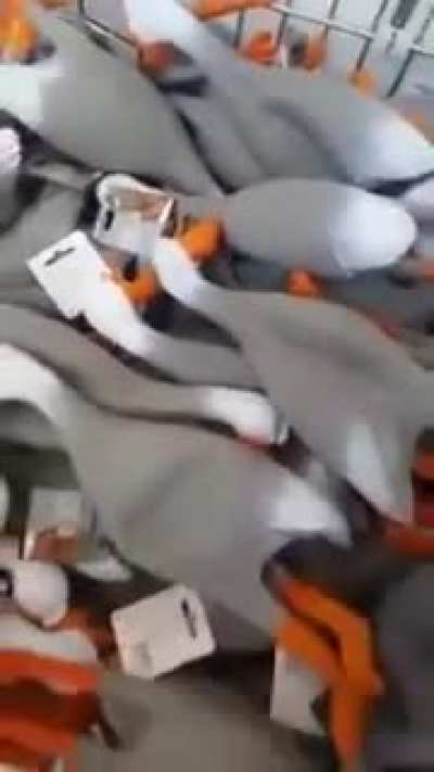 Duck toys crying
