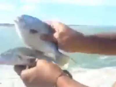 Fish romance fromance