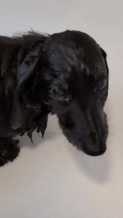 soggy wunk