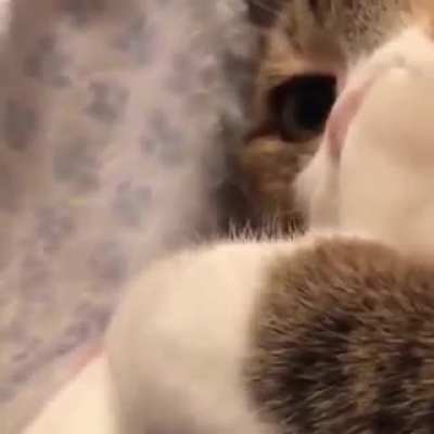 Absolutely precious!
