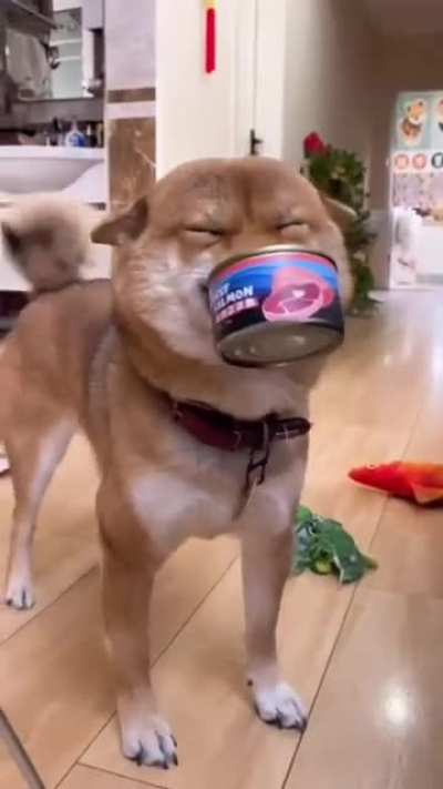 Show your doggy is happy, without actually saying your doggy is happy🤗