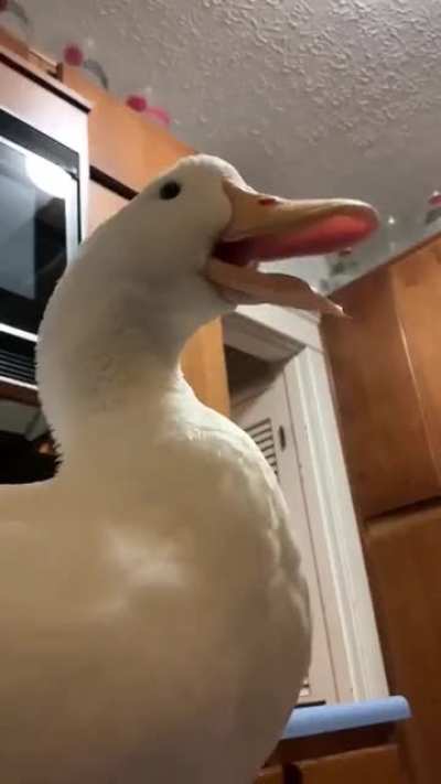 Poor duck :(