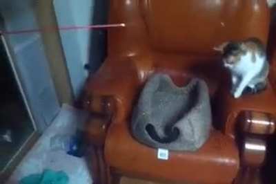 Cat toy