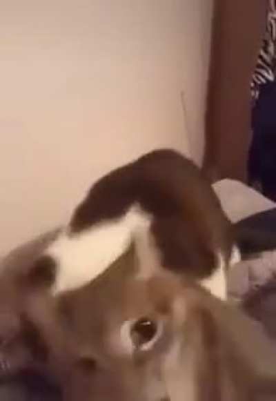C H O M P