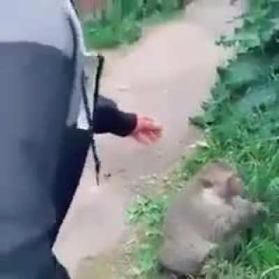 Olha o macaco