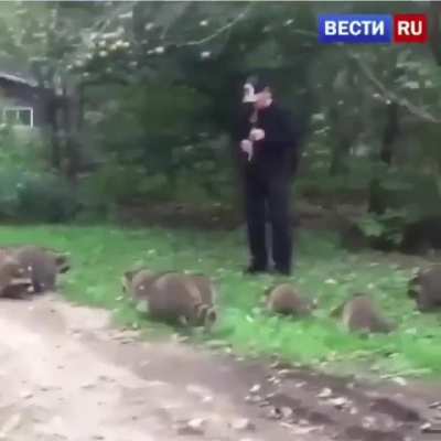 The racoon king
