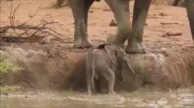 Really Animals being bros