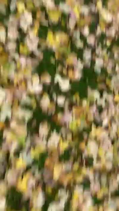 My dog Mazie, she’s really fast