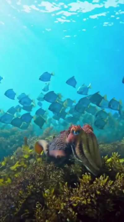 🔥the Giant Cuttlefish, largest species in the world