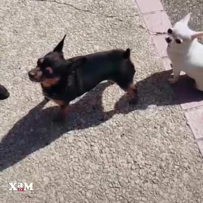 It's funny to this dog.