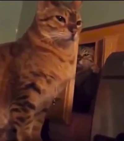 Cat gets caught lacking