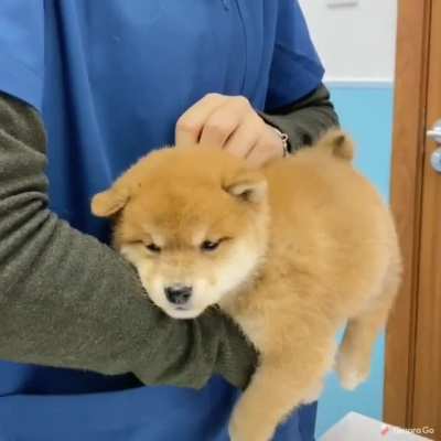 Going to the vet