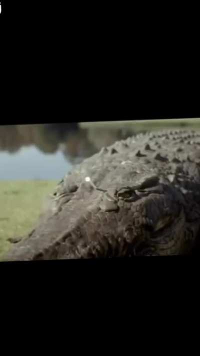 🐊