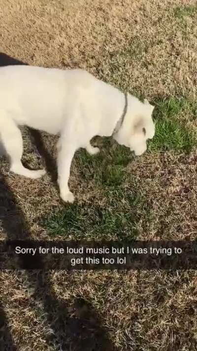 Doggo turns torpedo