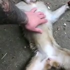 Чпоньк